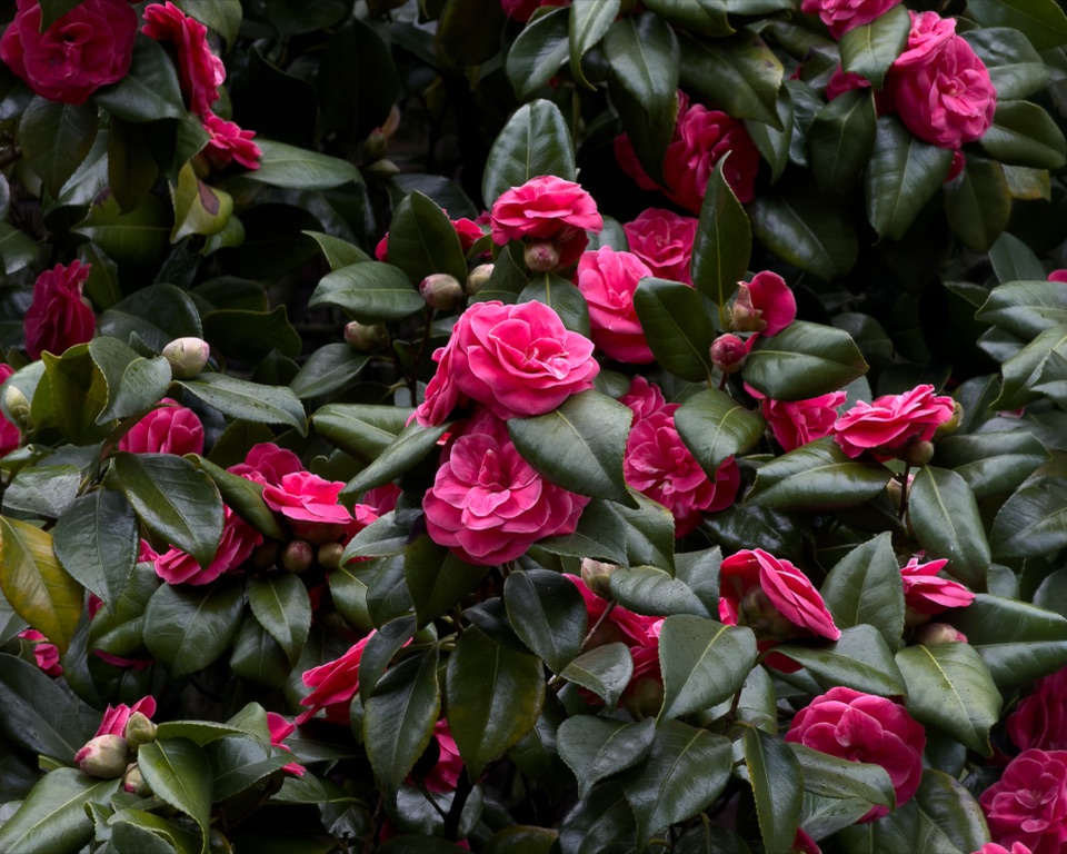 Moody Cinematic Before 2